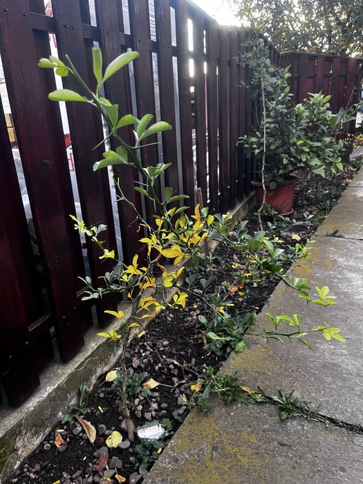 Lămâi trifoliat (Poncirus Trifoliata)