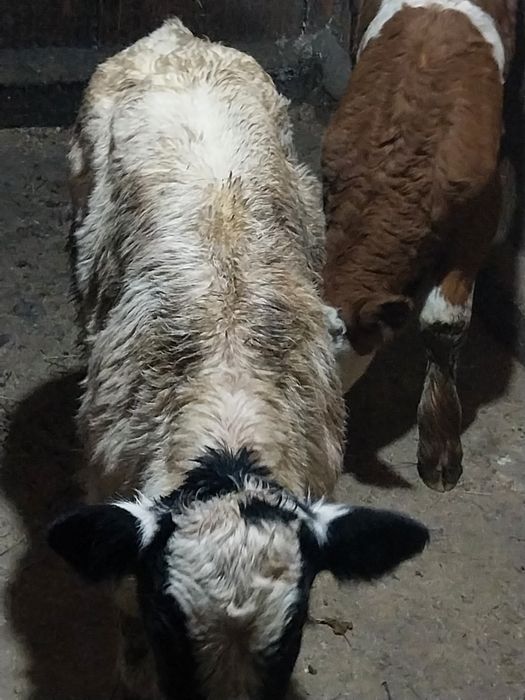 Vând vitei belga și baltat