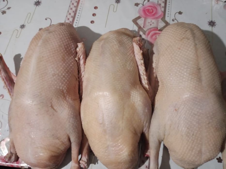 Продам мясо гусей халяль