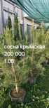 Сосна Крымская дарахт сотилвотти
