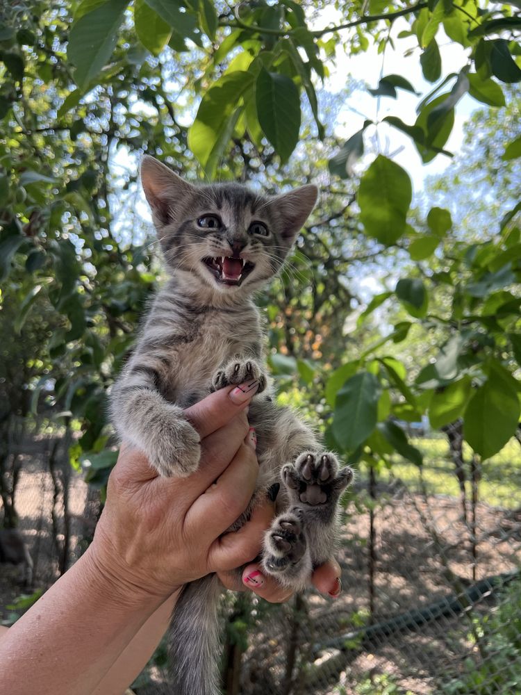Подарявам котета