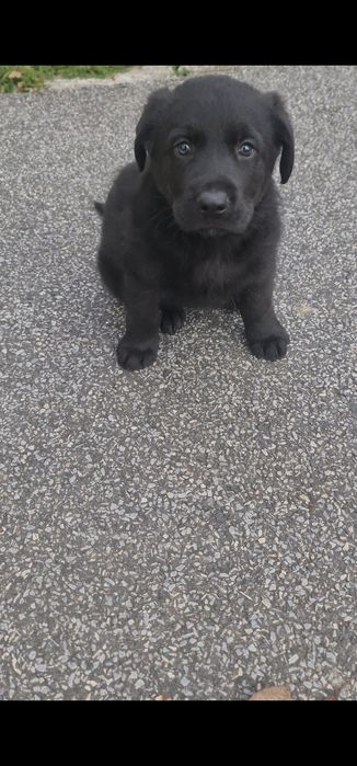 Pui Labrador Retriever Black