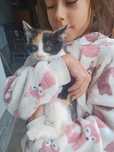 Pisoi dragalasi spre adoptie