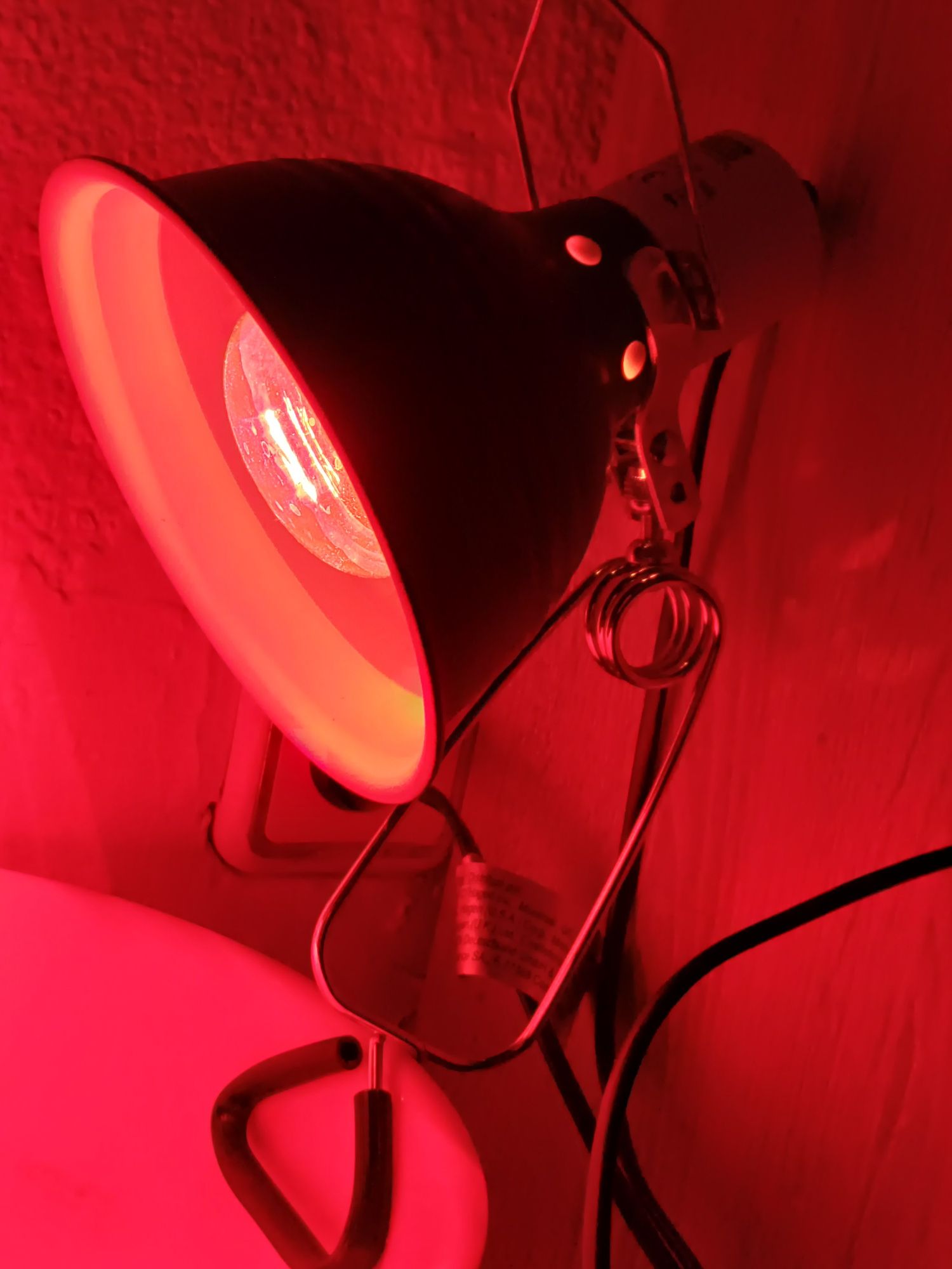 broasca testoasa si lampa UV