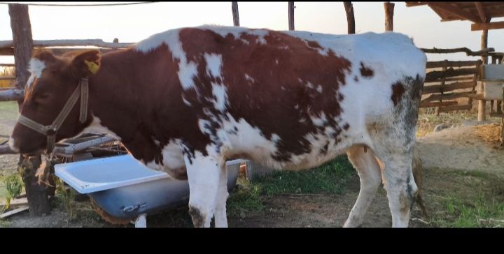 Продаётся корова