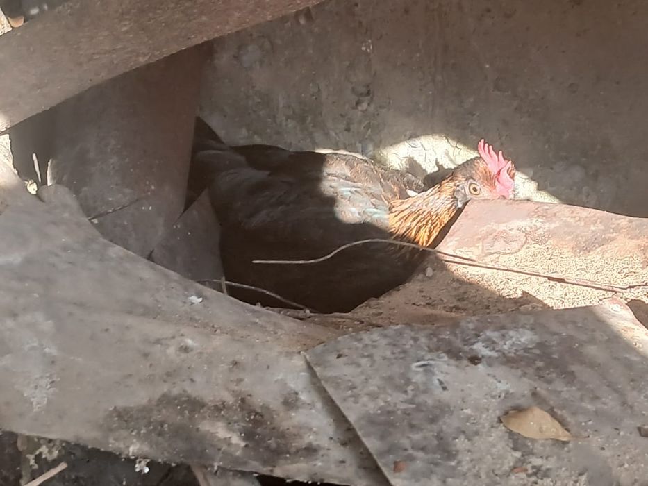 Японский курик тауык сатылады