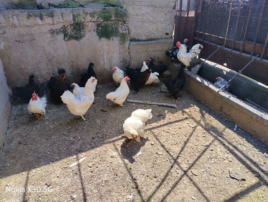 Gainuse americane pitice