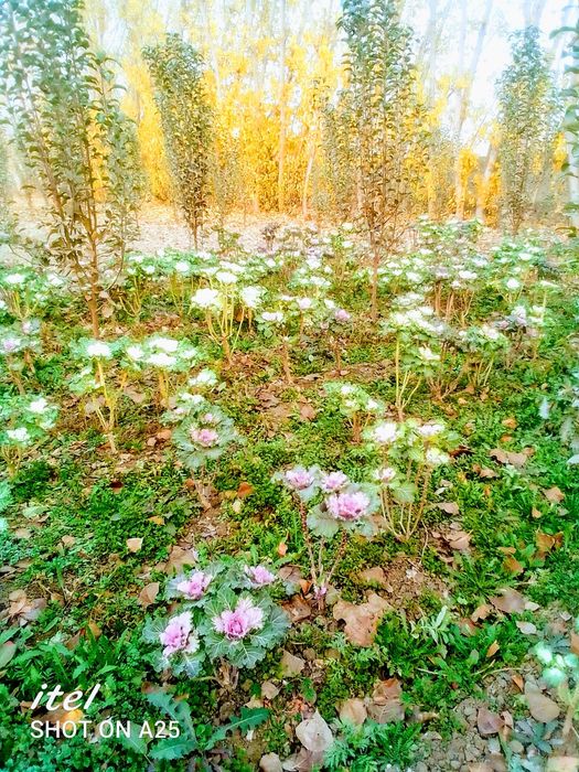 Хризантема карам гул