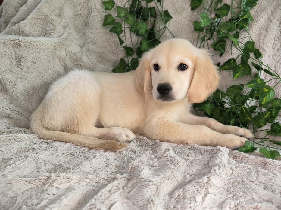 Vand fetita Golden Retriever