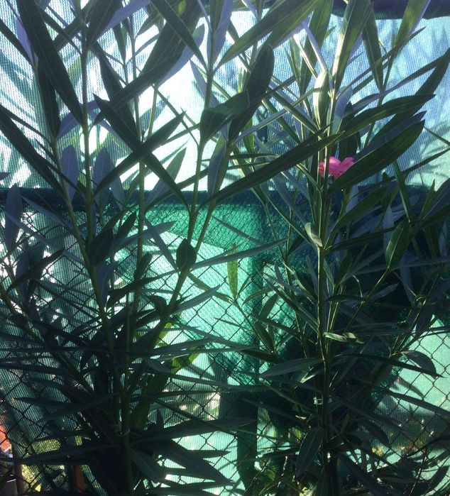 Leandru roz cu floare dubla 1,75 m inaltime