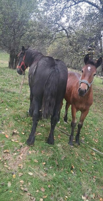 Vind minz un an jumate