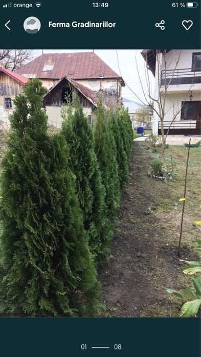 Tei / Mesteceni / Plante Ornamentale