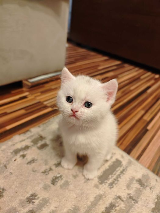 Pisoiaș British iubitor și dornic sa meargă la o familie iubitoare