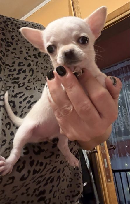 Chihuahua cu pedigree Fci