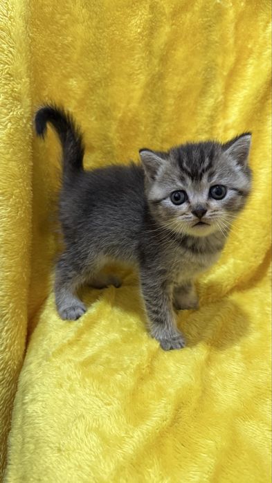 Золотая Шиншилла