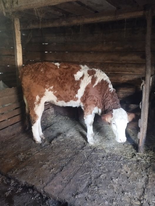 Vând vițea băltată româneasca.