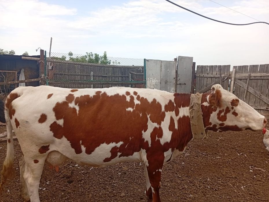 Продам молодую корову