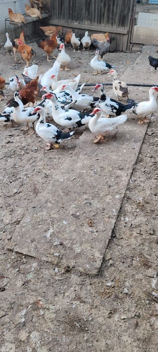 Păsări de vânzare