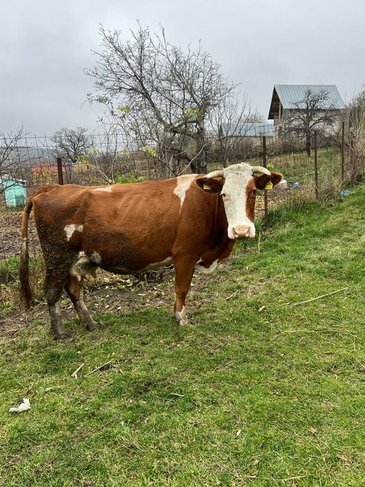 Vând vaci și viței