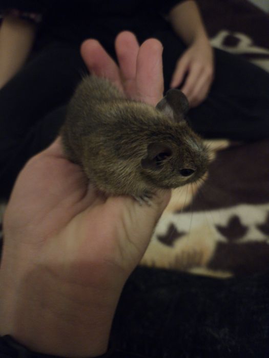 2 Veverite degu surori