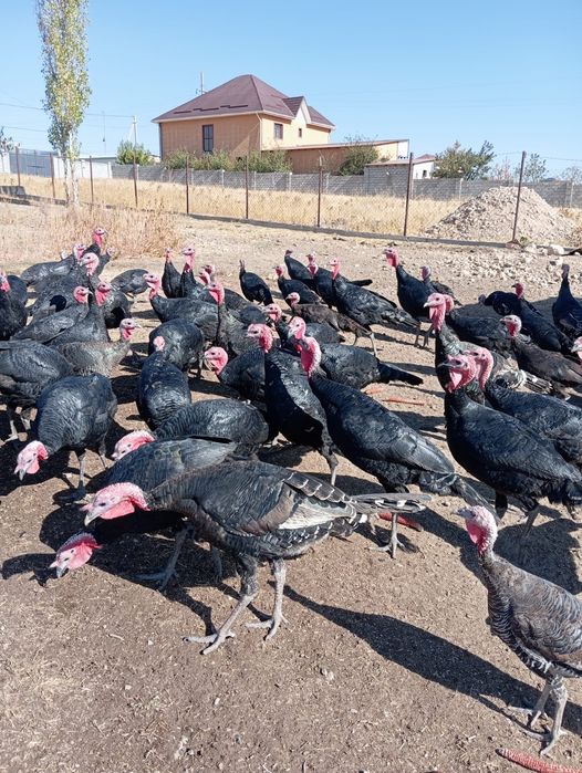 Индуки 90 голов есть