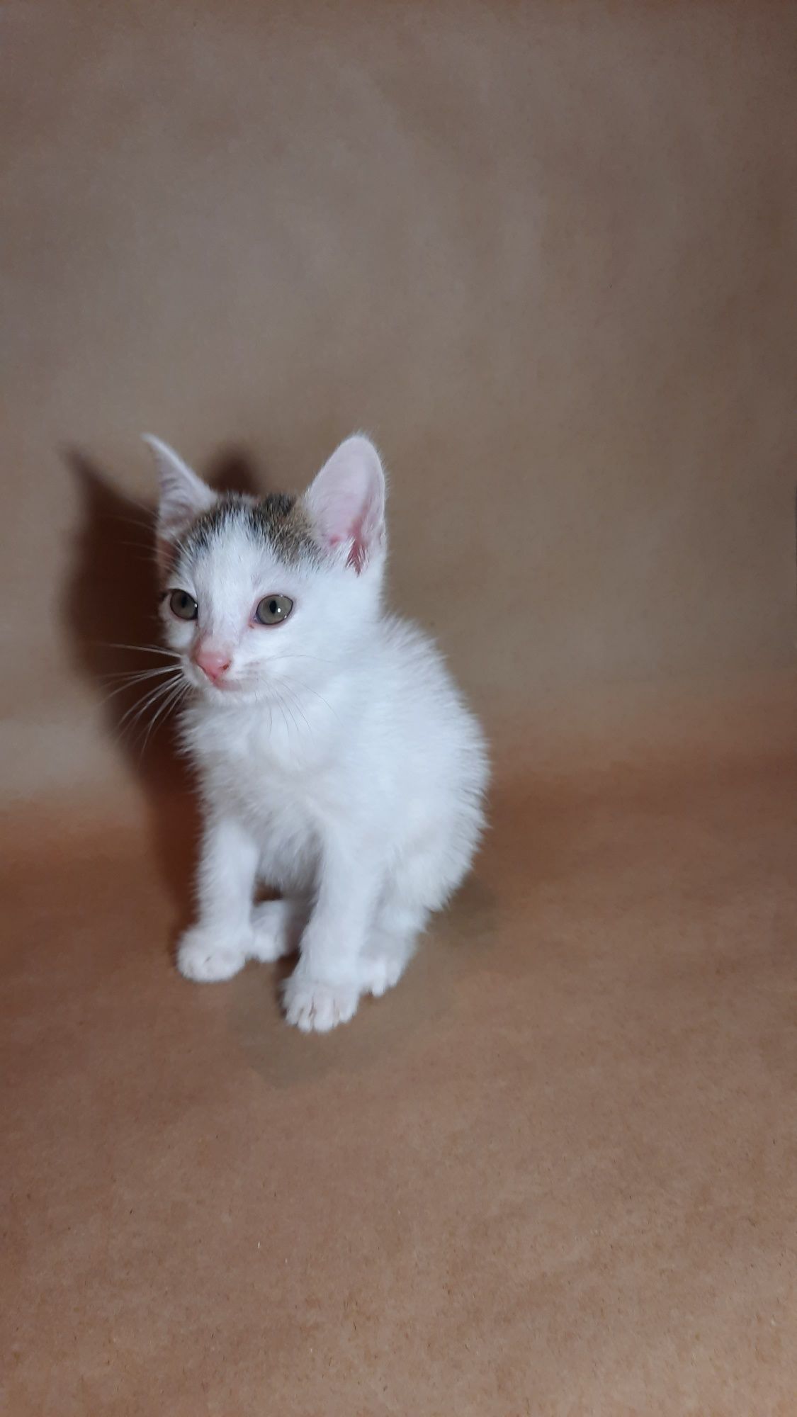 Котята в хорошие руки