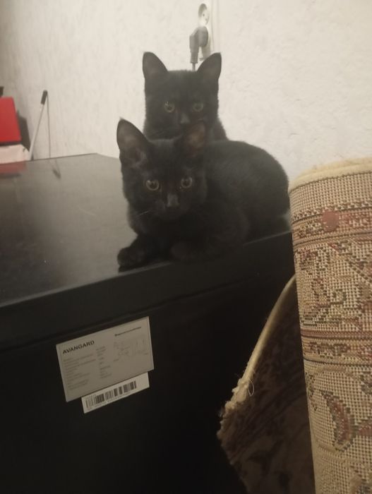 Отдам котят в добрые руки