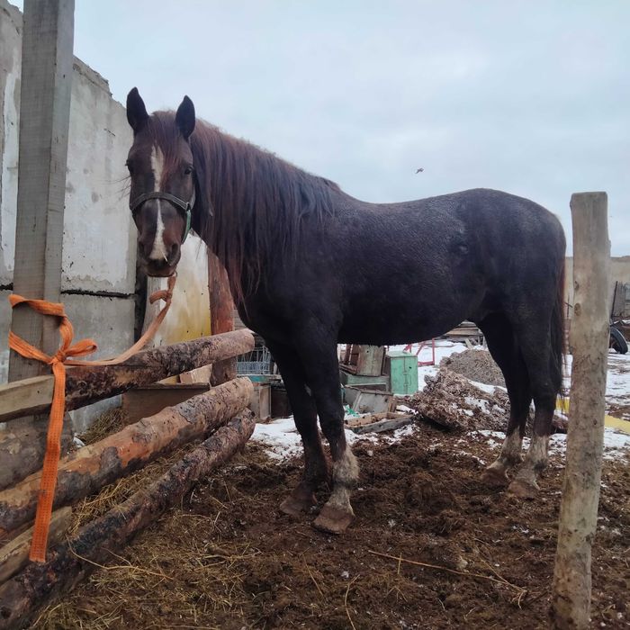 Продам лошадь  Жеребец