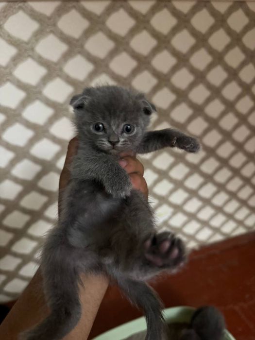 Scottish fold strayt