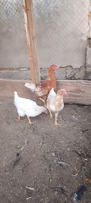 6 месячные несушки и петушок