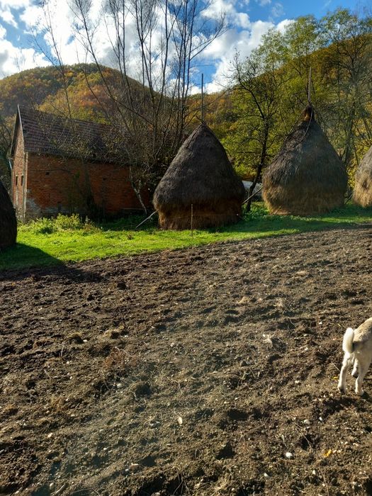 Vând 2 clăi de fân și una de otava