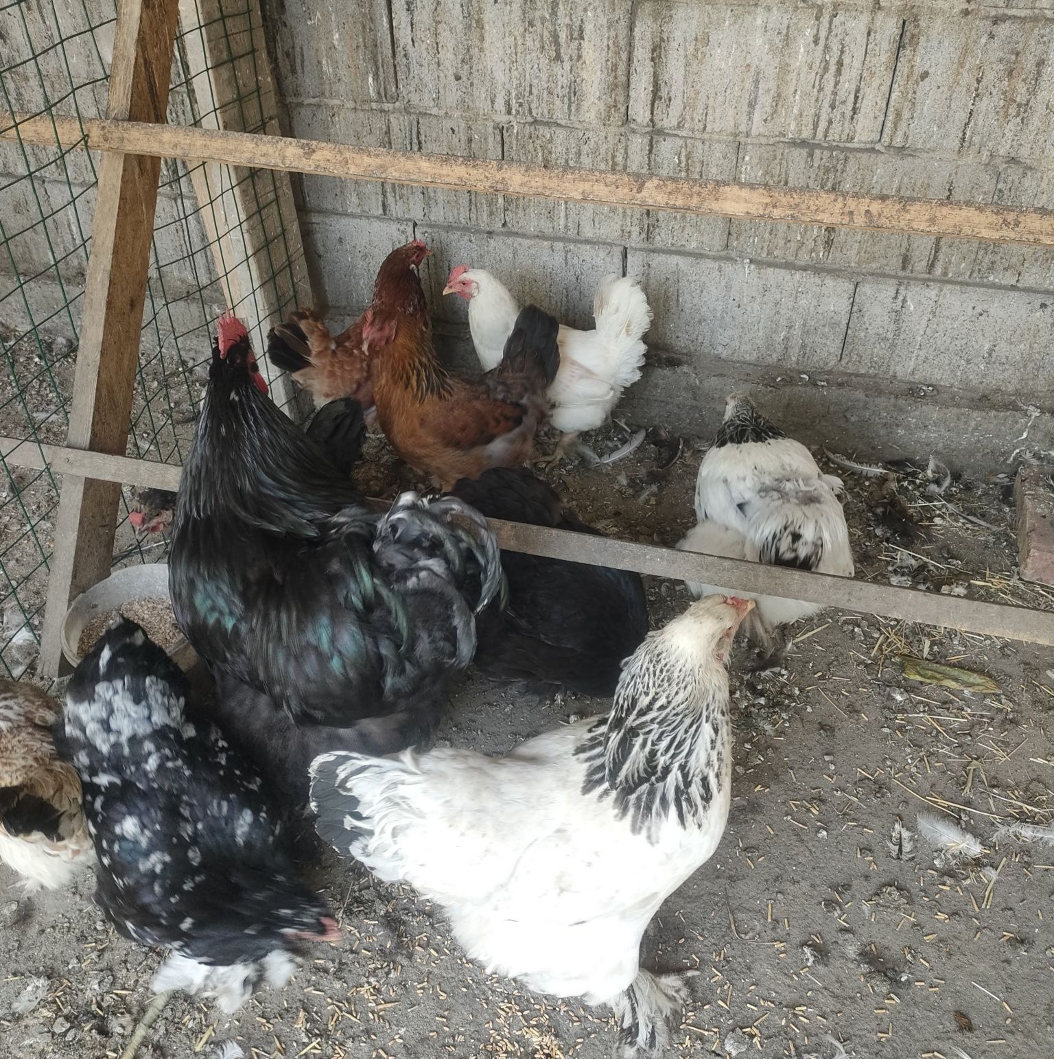 Продам Курей 5 штук.