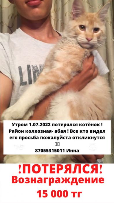 Верните пожалуйста котенка