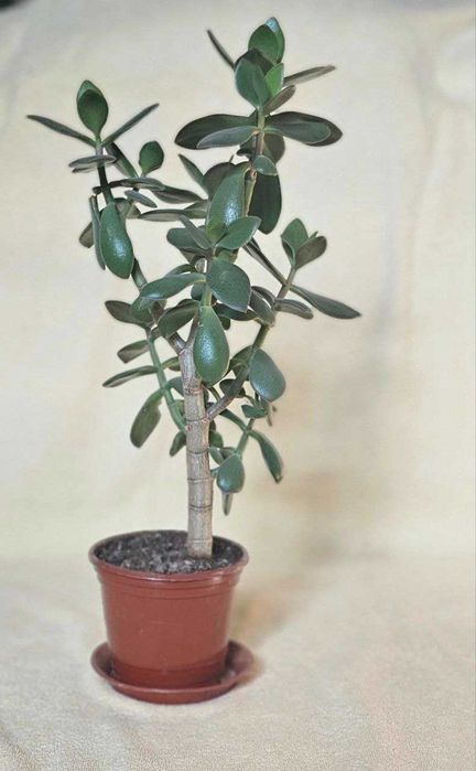 Толстянка. Денежное дерево.