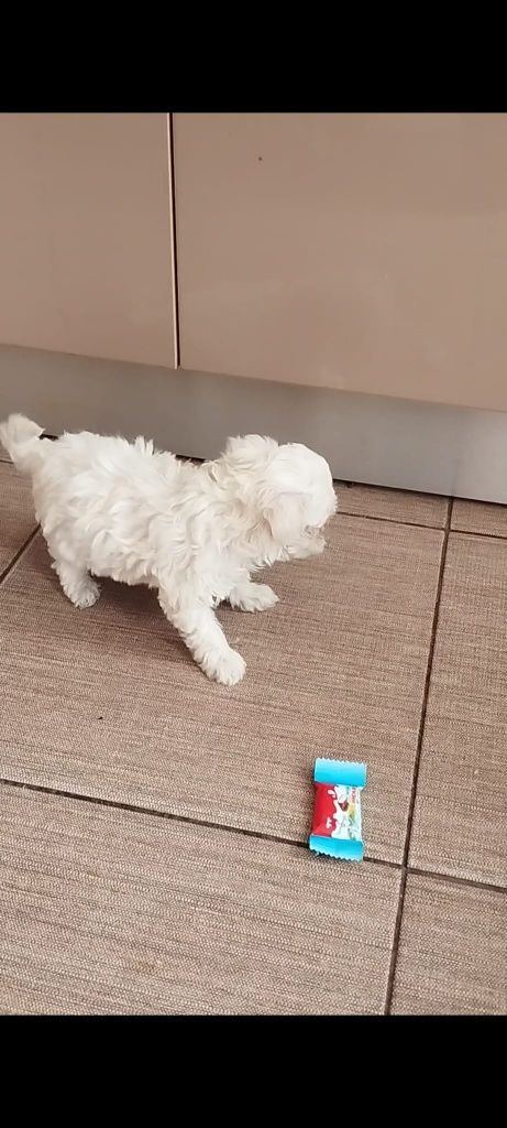 Bichon maltes mini toy