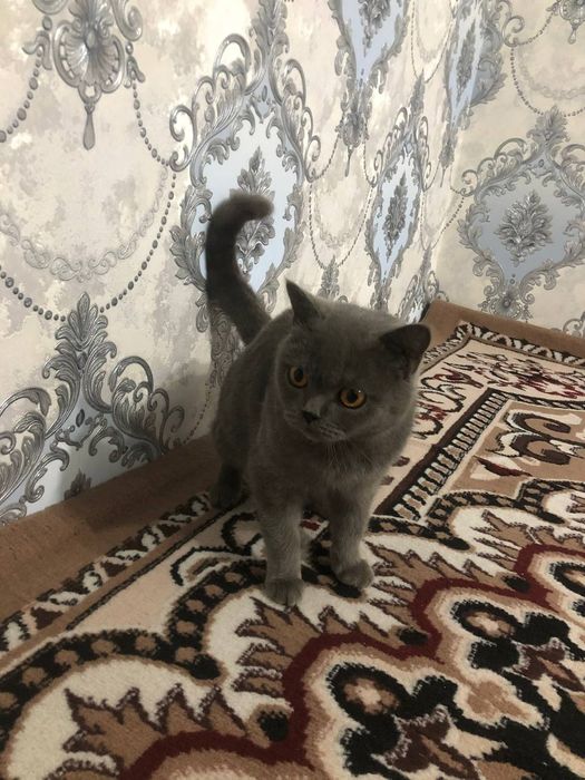 Birtaniski mushuk qiz bola