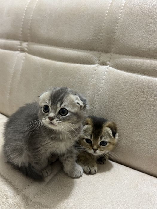 Скоттиш фолд и Золотая шиншилла правильная связка