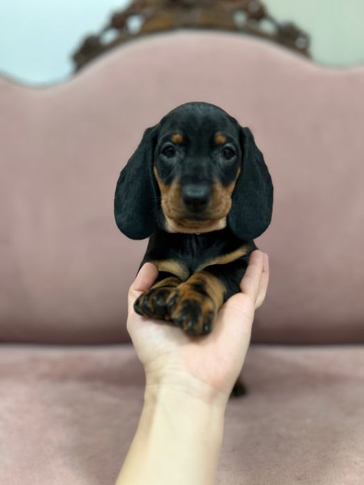 Catel teckel cu Pedigree FCI