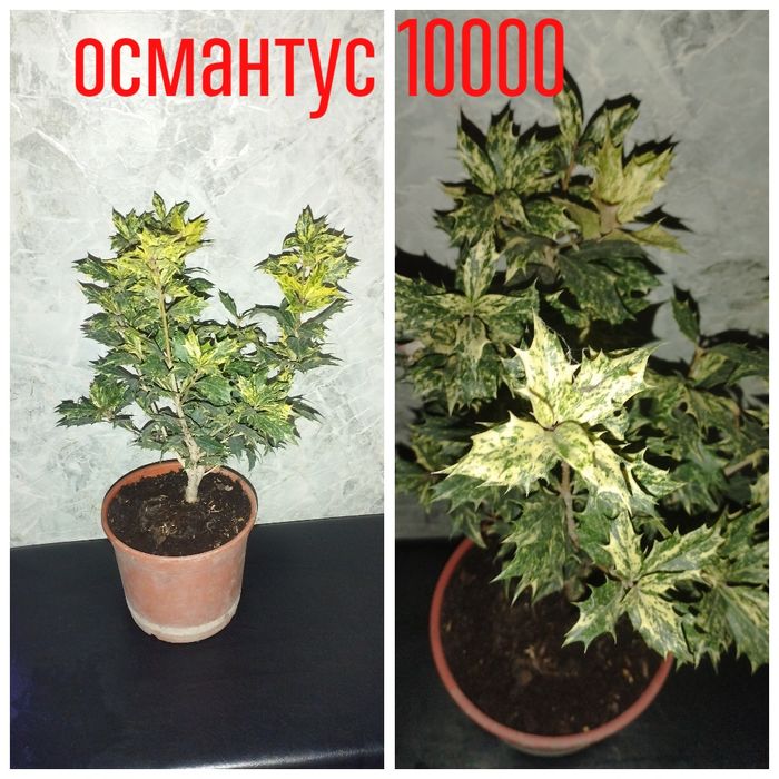 Цветы.   комнатные