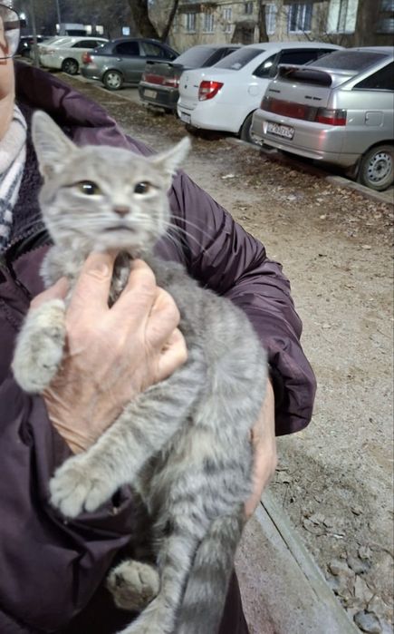 Мальчик котёнок около 3 месяцев ищет дом