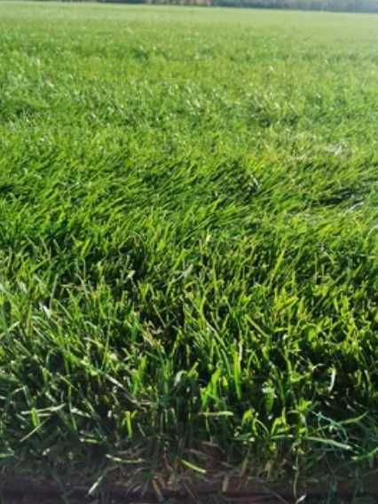 Grădina Verde începe cu Gazon și Udare
