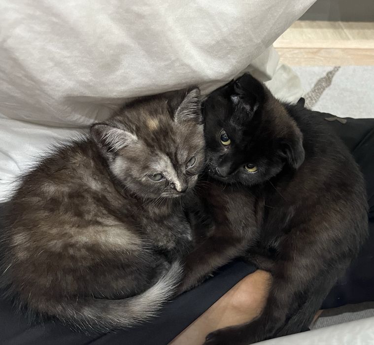 Котенок приучен к лотку