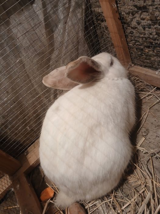 Quyonlar sotiladi ikkita moda 1 ta nar  modalar bo'g'oz narxi 300 ming