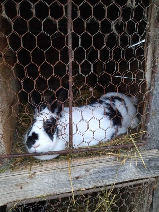 De vânzare o iepuroaica