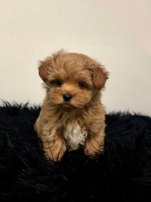 Maltipoo mini toy