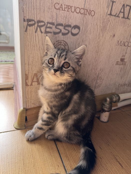 Продам котенка. Вислоухий прямоухий