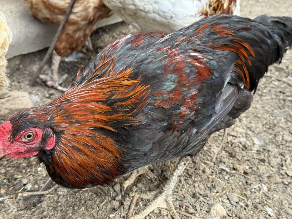 Разплодени яйца от различни породи!