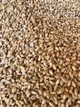 Grâu , orz , ovaz si triticale de vanzare