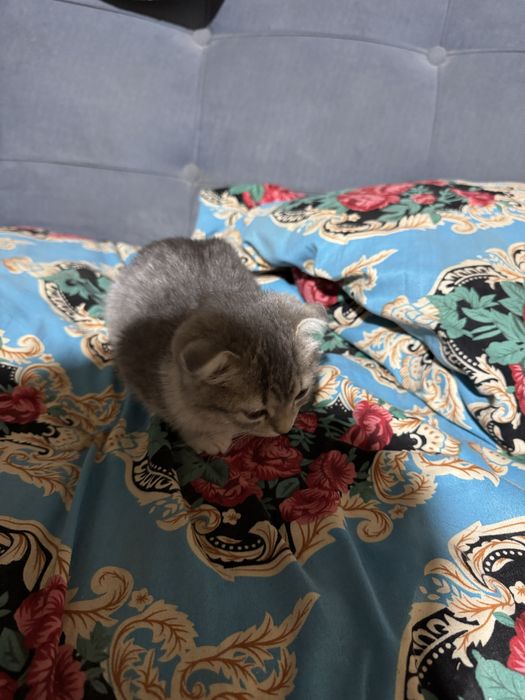 Продается шотландская котенок