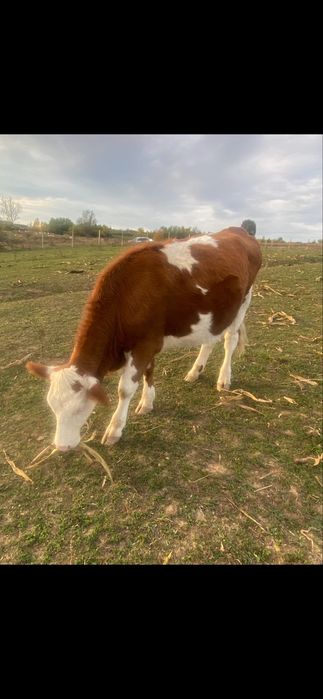 Juninci baltata romaneasca